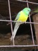 Papoušek zpěvavý